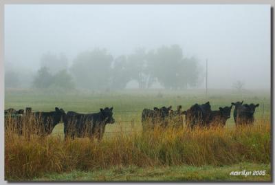 'A foggy then cloudy day ... '