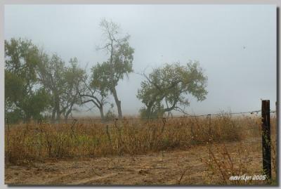 'A foggy then cloudy day ... '