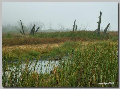 'A foggy then cloudy day ... '