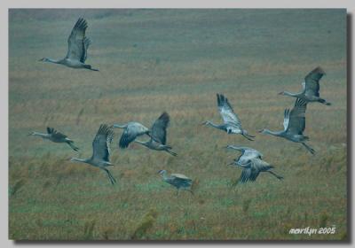 'A foggy then cloudy day ... '