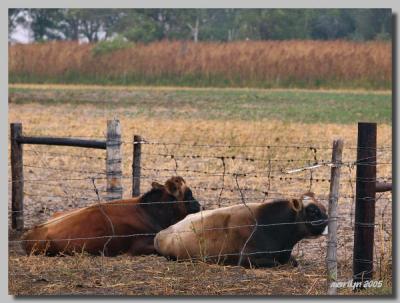 'A foggy then cloudy day ... '