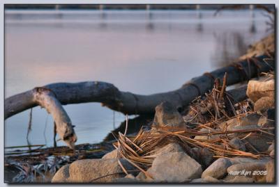 'Lewis + Clark Trail by early morning light ... '