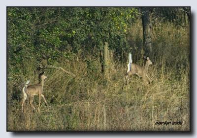 'Lewis + Clark Trail by early morning light ... '