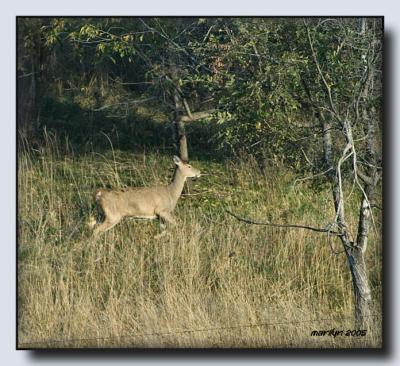 'Lewis + Clark Trail by early morning light ... '