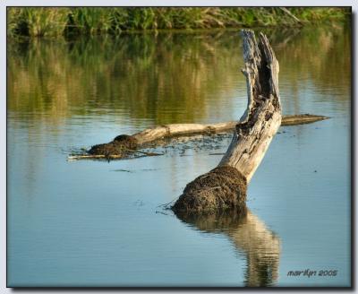 'Lewis + Clark Trail by early morning light ... '