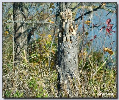 'Lewis + Clark Trail by early morning light ... '