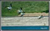 fly away, fly away ... fast as you can