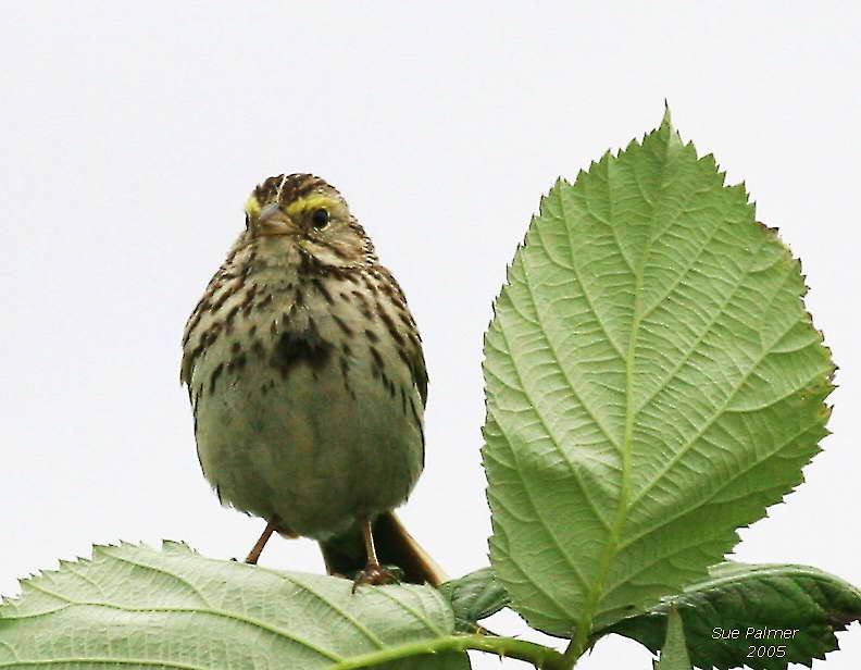 6-7 sav  sparrow 7145.jpg