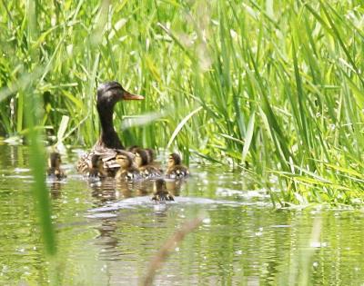6-9 duck family 7197.jpg