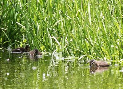 6-9 ducklings 7209.jpg