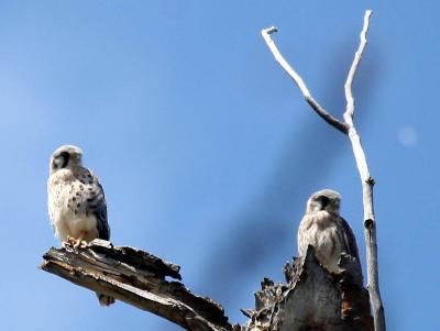 v3/51/365351/3/44634243.69kestrels7154.jpg