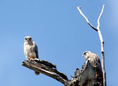6-9 kestrels 7157.jpg