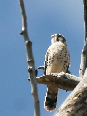 6-9 kestrel 7182.jpg