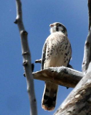 6-9 kestrel  7182.jpg