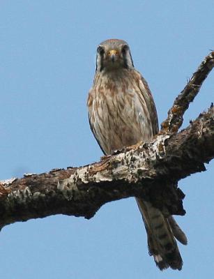 6-9 kestrel 7280.jpg