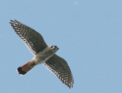 6-9 kestrel 7288.jpg