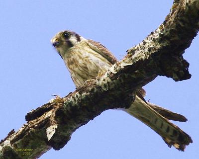 6-9 kestrel 7295.jpg