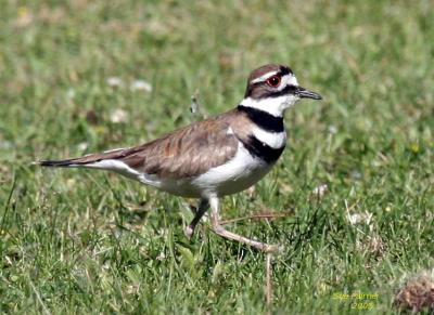 6-9 killdeer 7334.jpg