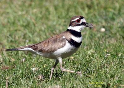 6-9 killdeer 7335.jpg