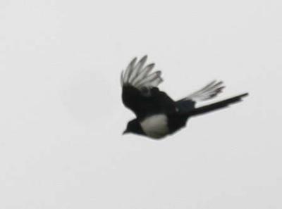 6-9 magpie 7211.jpg