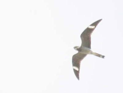 6-9 nighthawk 7160.jpg