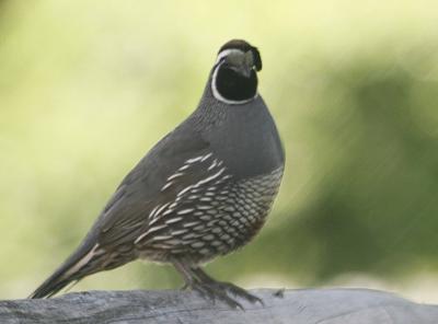 6-9 quail 7325.jpg