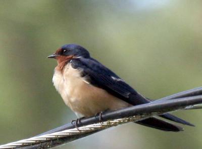 6-9 swallow 7326.jpg