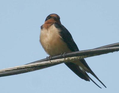 6-9 swallow 7329.jpg