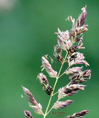 6-7 grass and bugs 7099.jpg