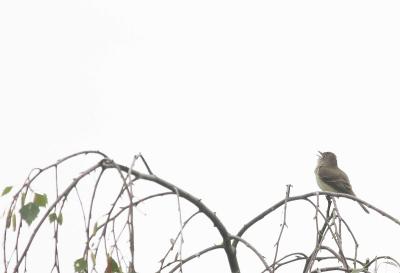 6-7 h flycatcher 7089.jpg