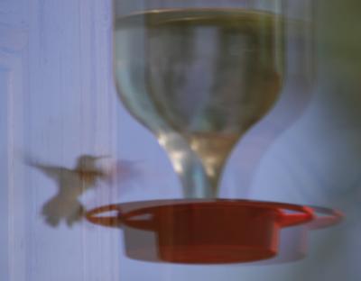 6-19 hb reflected 1 7844.jpg