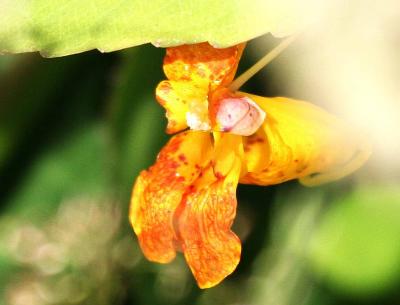 6-24 flower 8002.jpg