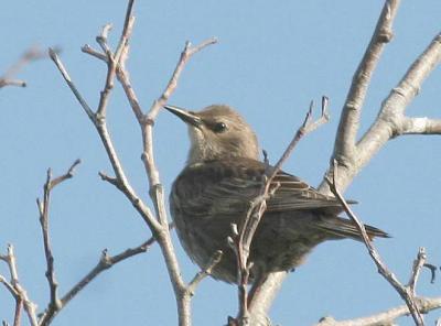 6-24 western kingbird 7944.jpg