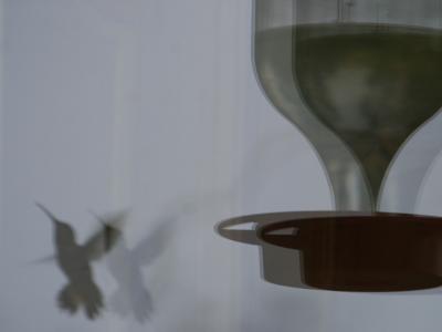 6-24 hb reflected  8078.jpg