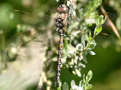 7-3 d fly 8408.jpg