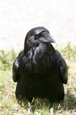 7-8 raven 8469.jpg