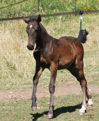 7-14 foal 8667.jpg
