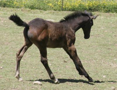 7-14 foal 0394.jpg