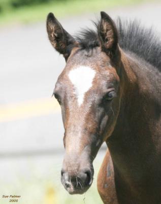 7-14 foal 8642.jpg