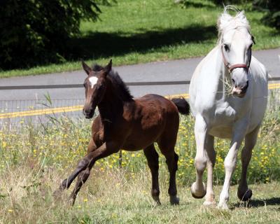 7-14 foal + mom 8651.jpg