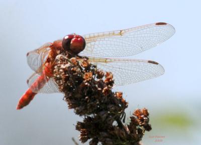 7-23 d-fly 8778.jpg