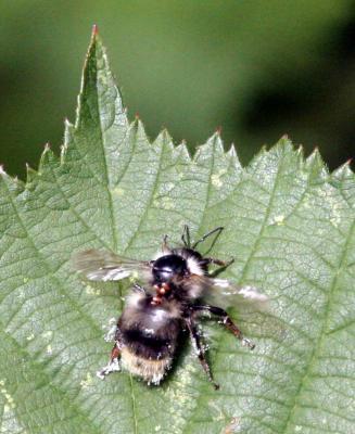 7-24 bee 8840.jpg
