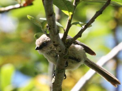 7-23 bushtit 8786.jpg