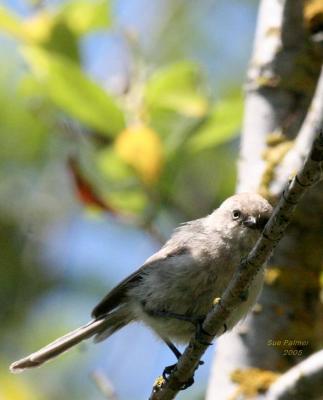 7-23 bushtit 8789.jpg
