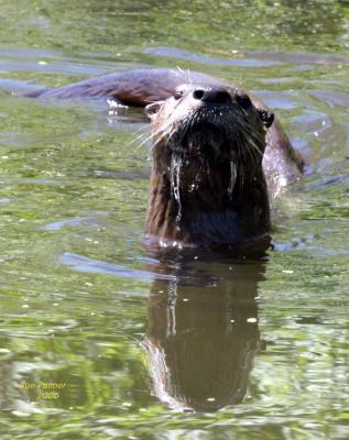7-23 otter 8747.jpg