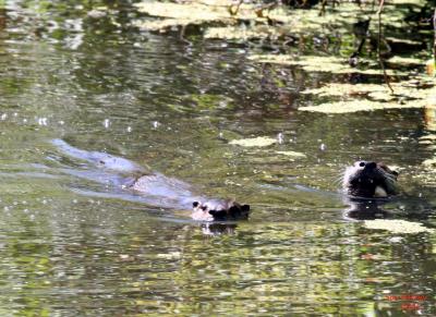 7-23 otters w fish 8741.jpg