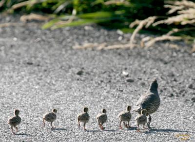 7-26 quail family 8914.jpg