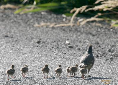 7-26 quail family 8915.jpg