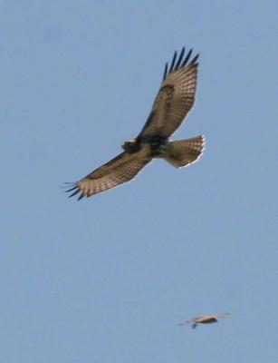 7-26 rt + kestrel 8875.jpg
