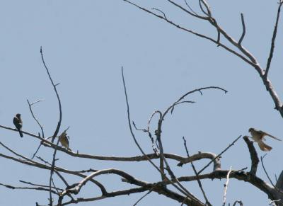 7-26 3 kestrels 8865.jpg